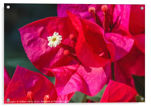 Pink Red Bougainvillea White Flower Stamen Close  Acrylic by William Perry