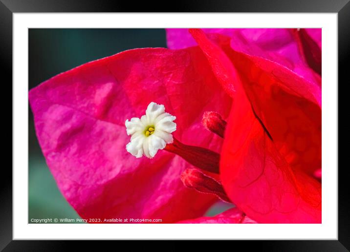 Pink Red Bougainvillea White Flower Stamen Close  Framed Mounted Print by William Perry