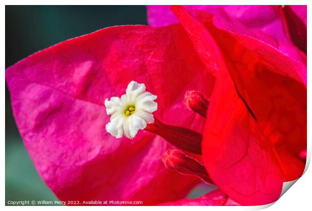 Pink Red Bougainvillea White Flower Stamen Close  Print by William Perry
