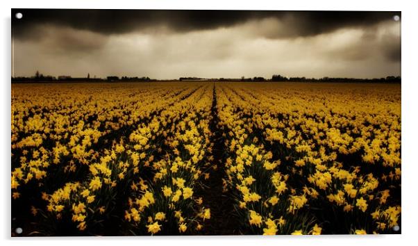 Daffodil fields  Acrylic by Dorringtons Adventures