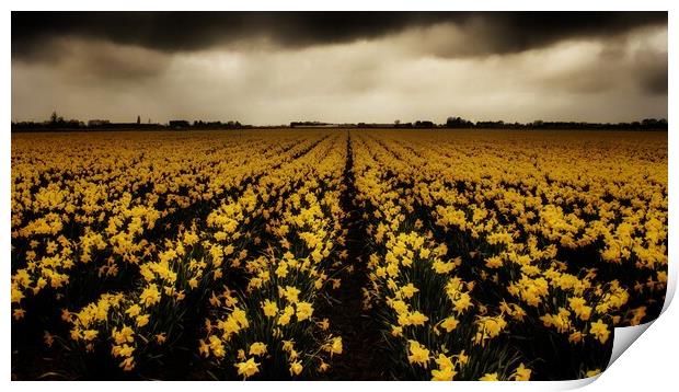 Daffodil fields  Print by Dorringtons Adventures