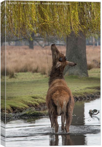 Those new leaves should help my antlers grow Canvas Print by Kevin White
