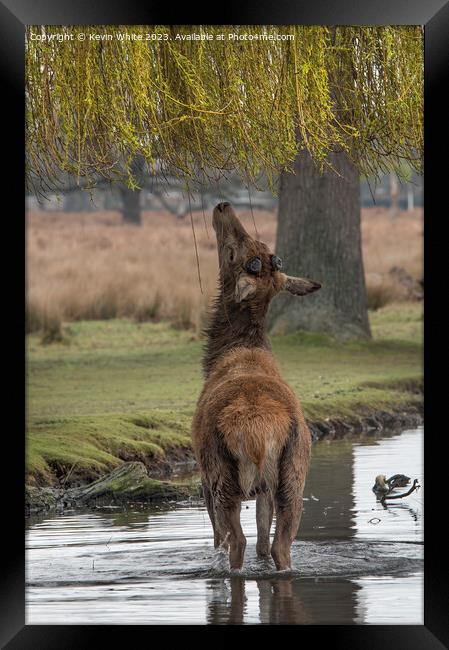 Those new leaves should help my antlers grow Framed Print by Kevin White