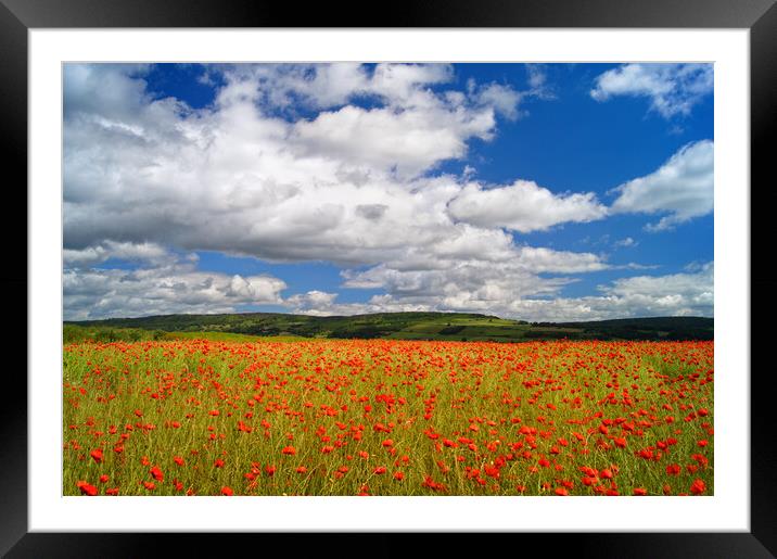 Poppy Field near Baslow, Derbyshire  Framed Mounted Print by Darren Galpin