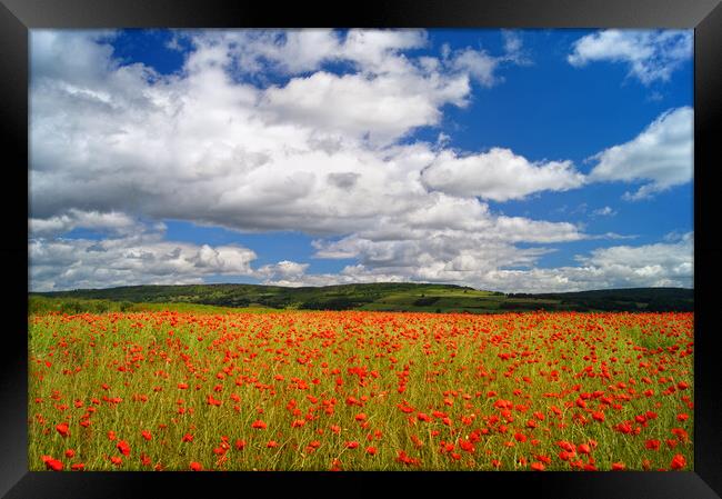 Poppy Field near Baslow, Derbyshire  Framed Print by Darren Galpin