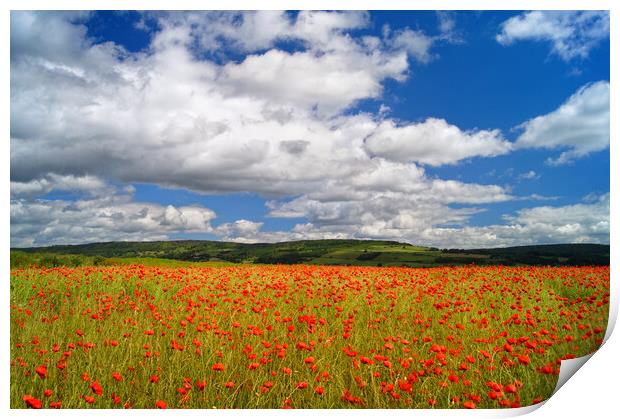 Poppy Field near Baslow, Derbyshire  Print by Darren Galpin