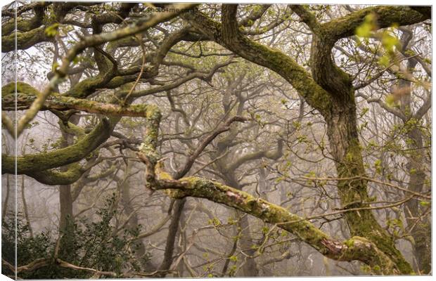 Trees in the Mist  Canvas Print by Ron Ella