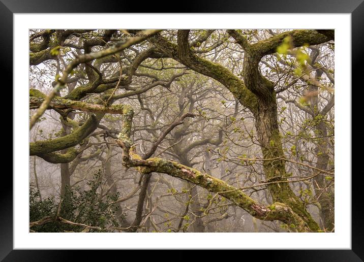 Trees in the Mist  Framed Mounted Print by Ron Ella