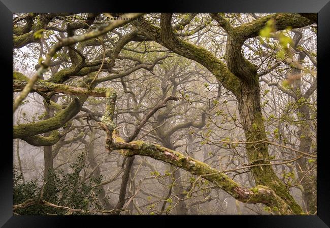 Trees in the Mist  Framed Print by Ron Ella