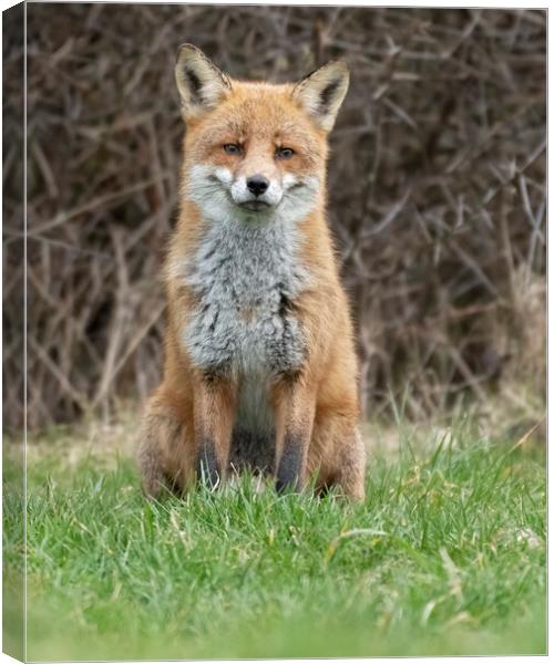 Male fox sitting Canvas Print by Jonathan Thirkell