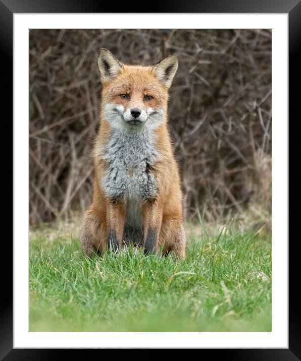 Male fox sitting Framed Mounted Print by Jonathan Thirkell