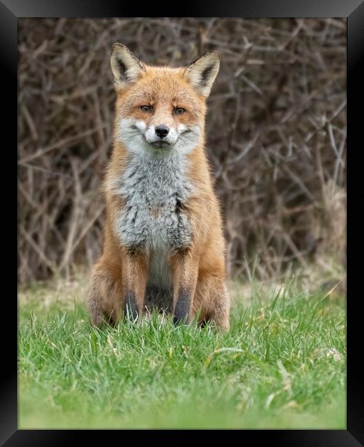 Male fox sitting Framed Print by Jonathan Thirkell