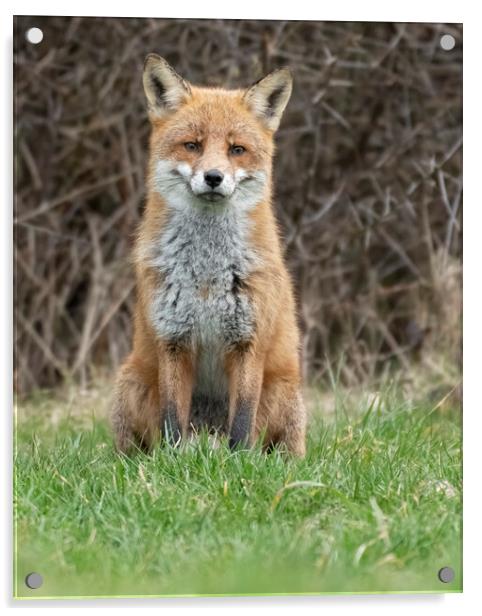 Male fox sitting Acrylic by Jonathan Thirkell