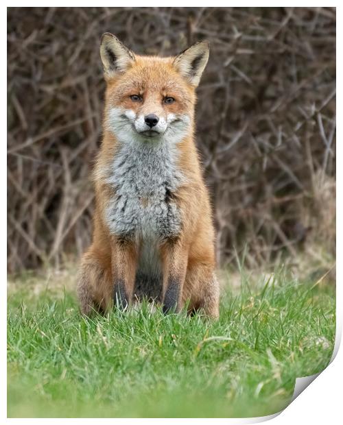 Male fox sitting Print by Jonathan Thirkell