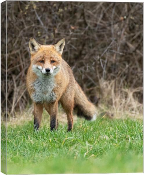 Male fox stand off Canvas Print by Jonathan Thirkell