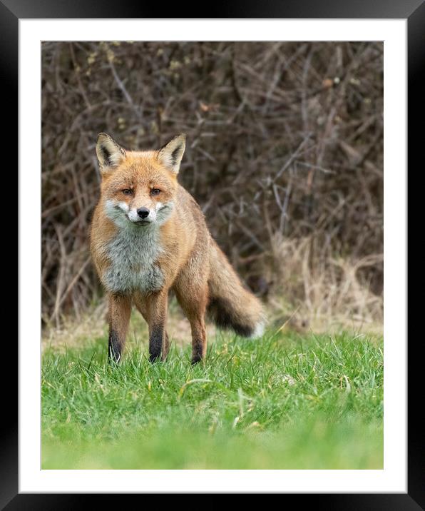 Male fox stand off Framed Mounted Print by Jonathan Thirkell