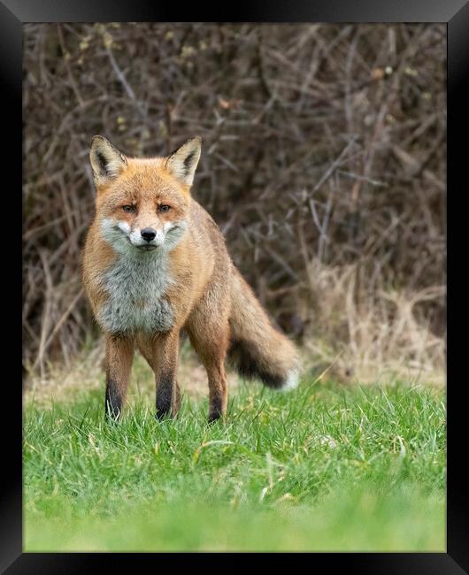 Male fox stand off Framed Print by Jonathan Thirkell