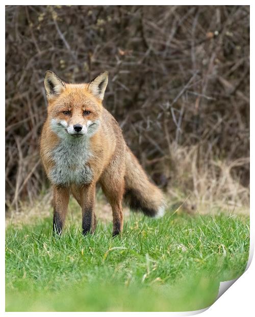 Male fox stand off Print by Jonathan Thirkell