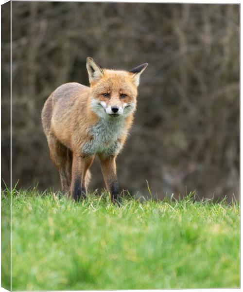 Male fox on the look out Canvas Print by Jonathan Thirkell
