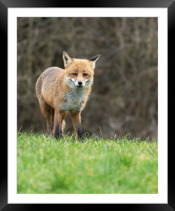 Male fox on the look out Framed Mounted Print by Jonathan Thirkell
