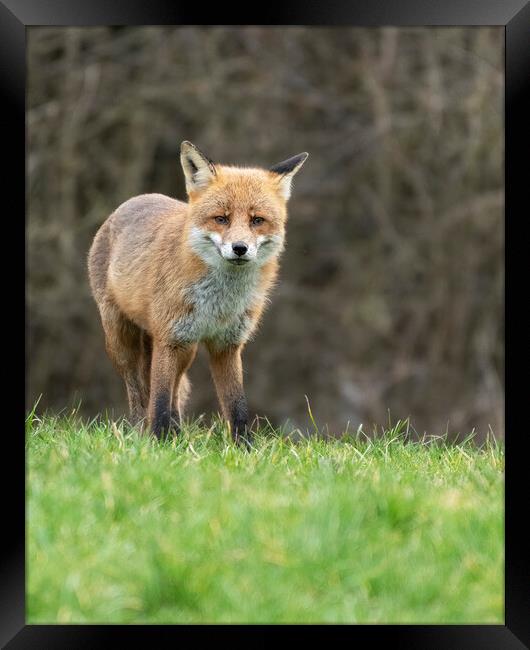 Male fox on the look out Framed Print by Jonathan Thirkell