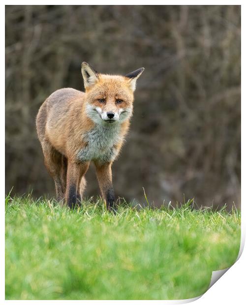 Male fox on the look out Print by Jonathan Thirkell