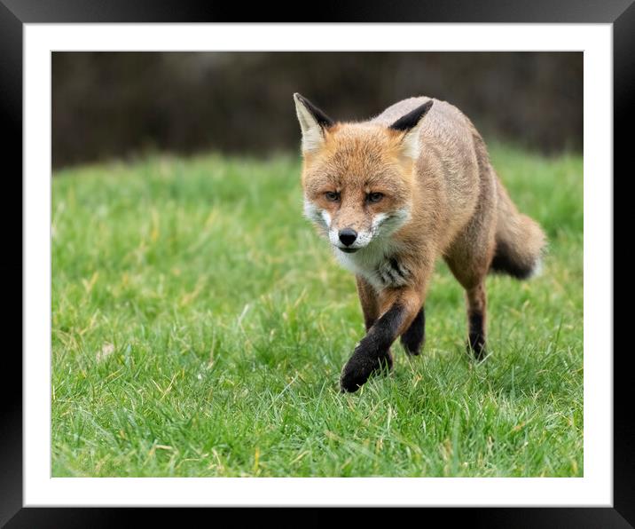 Male fox on the prowl Framed Mounted Print by Jonathan Thirkell