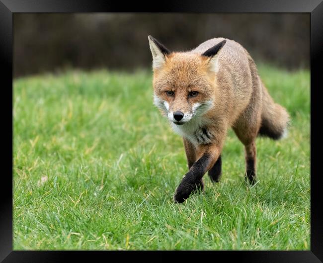 Male fox on the prowl Framed Print by Jonathan Thirkell