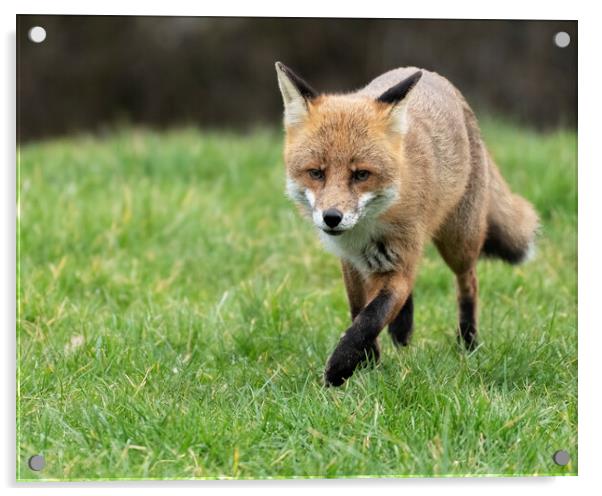 Male fox on the prowl Acrylic by Jonathan Thirkell