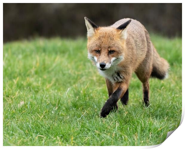Male fox on the prowl Print by Jonathan Thirkell