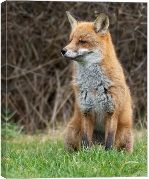 Male Fox side portriat Canvas Print by Jonathan Thirkell