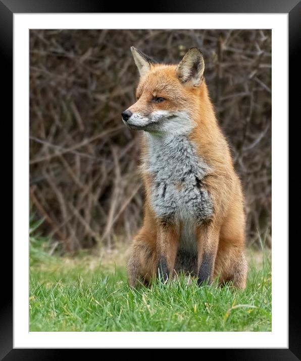 Male Fox side portriat Framed Mounted Print by Jonathan Thirkell