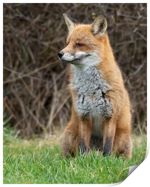 Male Fox side portriat Print by Jonathan Thirkell