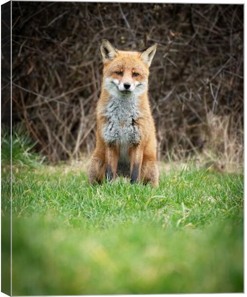 Beautiful male fox Canvas Print by Jonathan Thirkell