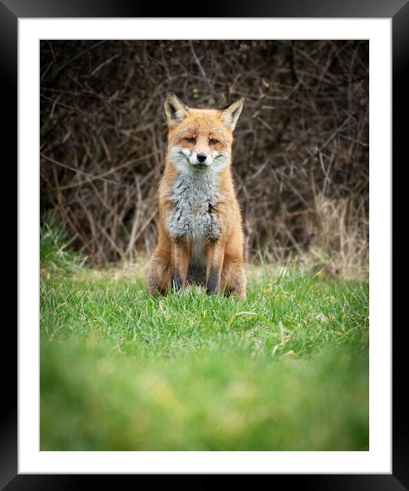 Beautiful male fox Framed Mounted Print by Jonathan Thirkell