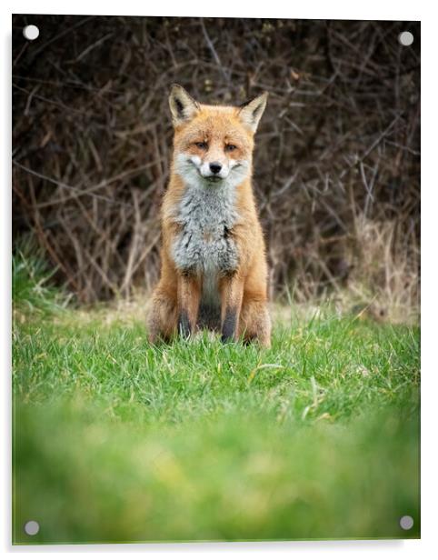 Beautiful male fox Acrylic by Jonathan Thirkell