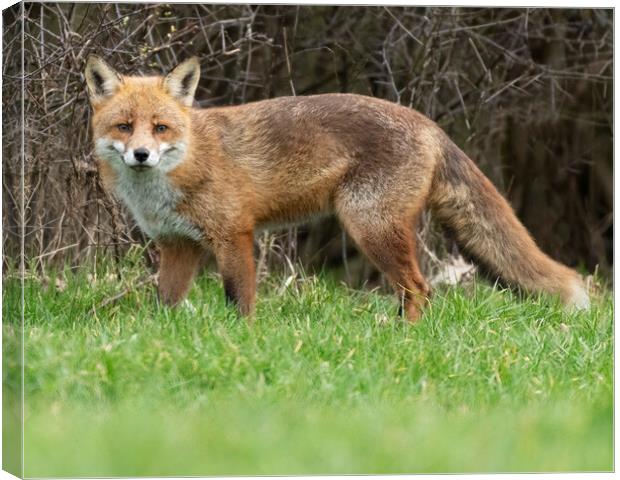 Male Fox in the grass Canvas Print by Jonathan Thirkell