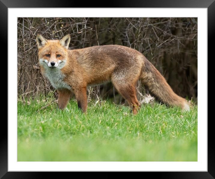 Male Fox in the grass Framed Mounted Print by Jonathan Thirkell