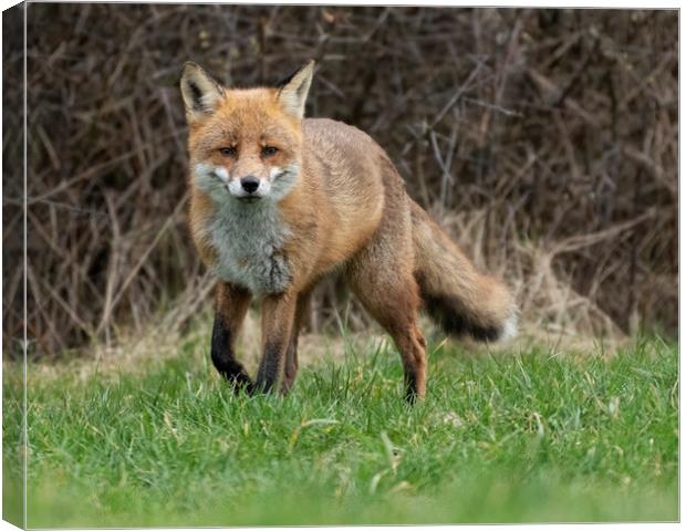 Hunting male fox Canvas Print by Jonathan Thirkell