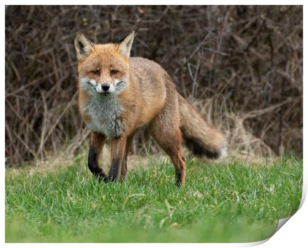 Hunting male fox Print by Jonathan Thirkell