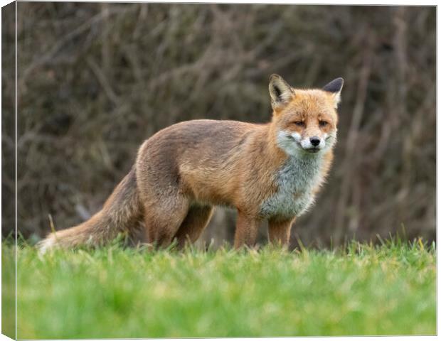 Alert male fox Canvas Print by Jonathan Thirkell
