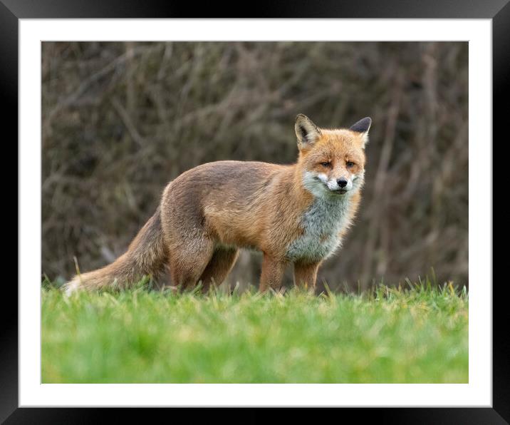 Alert male fox Framed Mounted Print by Jonathan Thirkell