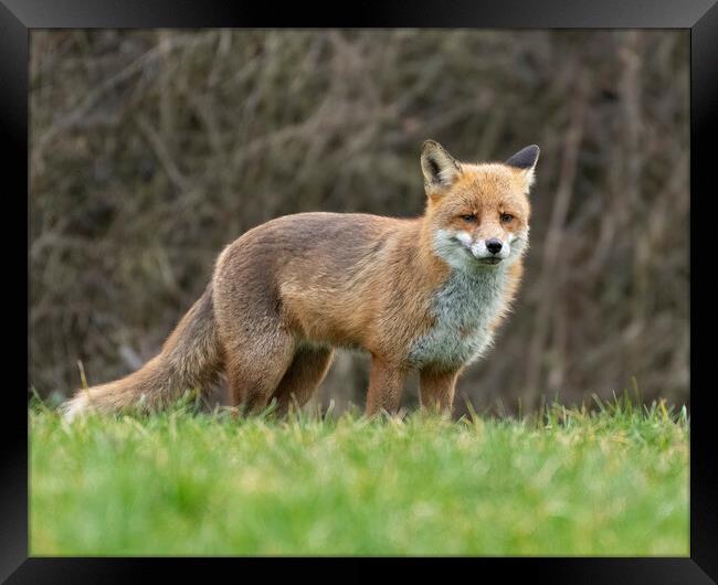 Alert male fox Framed Print by Jonathan Thirkell