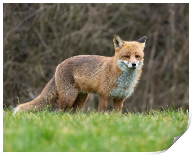 Alert male fox Print by Jonathan Thirkell