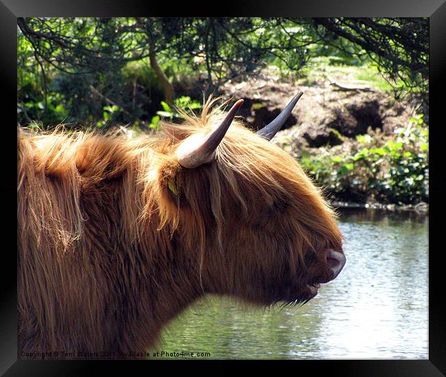 Highland cattle at the pond Framed Print by Terri Waters