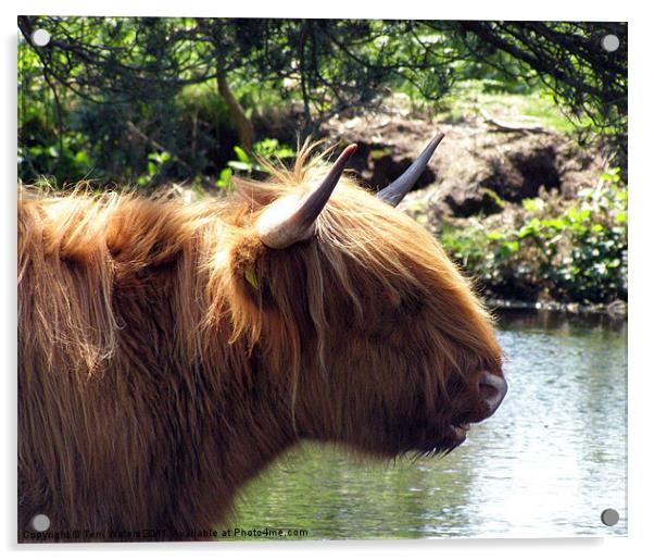 Highland cattle at the pond Acrylic by Terri Waters