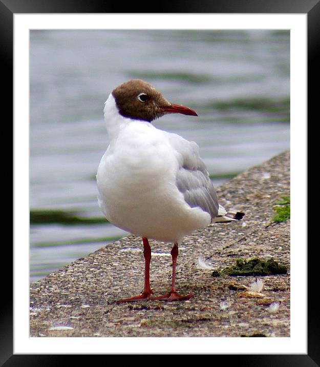 Brown Headed Gull Framed Mounted Print by Jacqui Kilcoyne