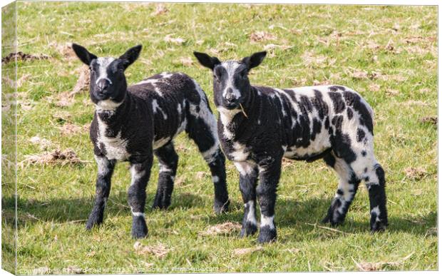 Dutch Spotted Lambs Canvas Print by Richard Laidler