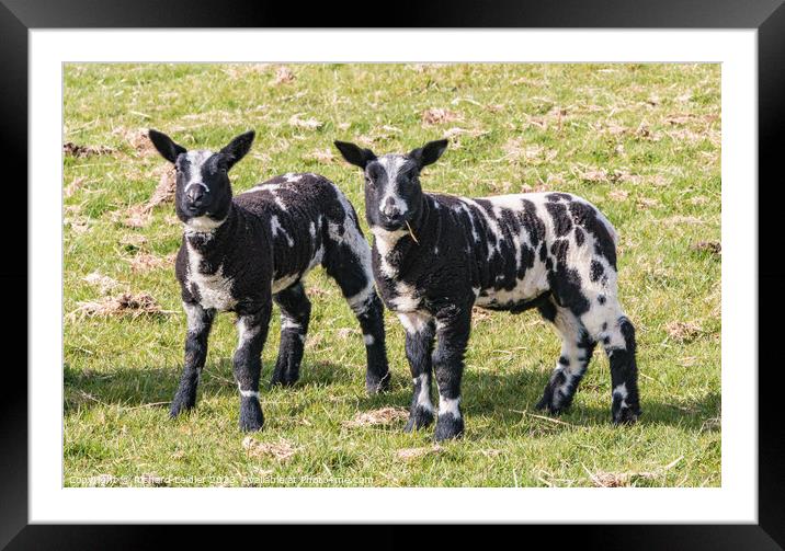 Dutch Spotted Lambs Framed Mounted Print by Richard Laidler