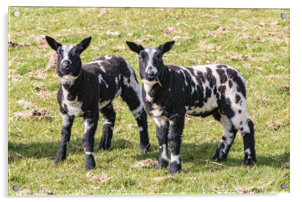 Dutch Spotted Lambs Acrylic by Richard Laidler